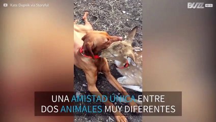 La peculiar amistad entre un perro y un ciervo