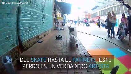 Perro demuestra ser el amo de los deportes sobre ruedas
