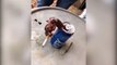 Crawfish hanging on a beer can having a smoke goes viral