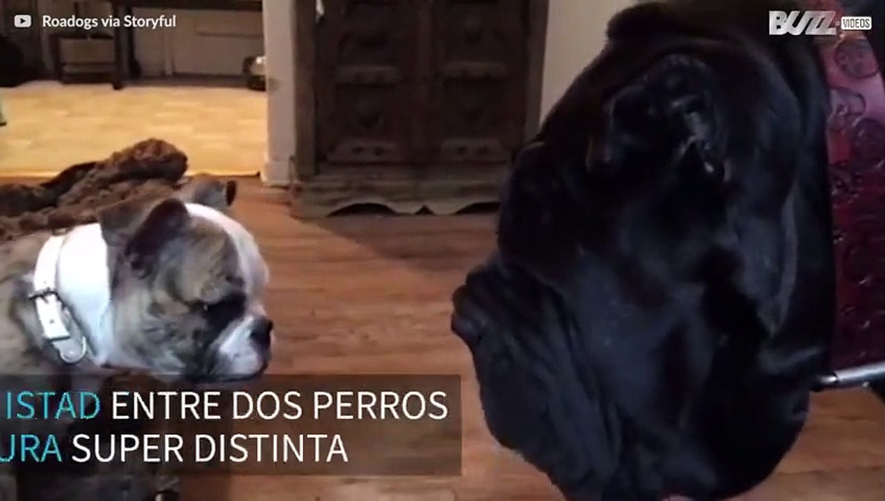 Amistad entrañable entre un bulldog y un mastín napolitano