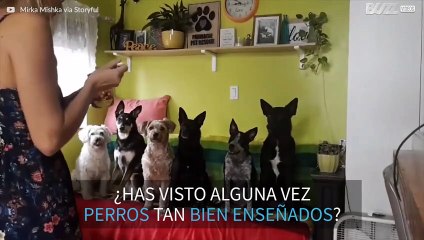 ¡Los 6 perros mejor enseñados de la historia!