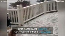 Familia de linces se hace con una finca en Alaska