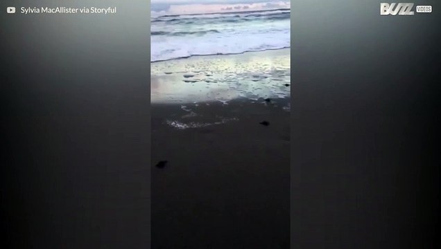 Crías de tortuga salen al mar en la playa de Florida
