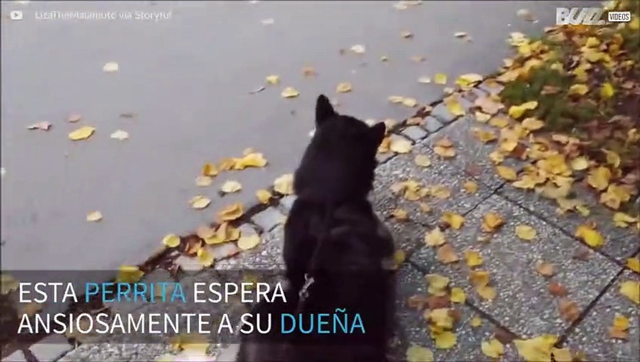 Perrita emocionada recibe a su dueña en la parada del bus