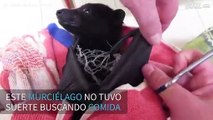 Rescatan a un murciélago atrapado en una red