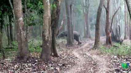 “Smoke-Breathing” Elephant Stumps Scientists