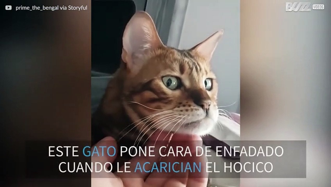 ¡Este gato tiene malas pulgas cuando le acarician!