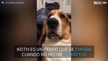 ¡Que alguien le haga caso a este perro, por favor!