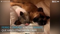 ¡Perro y cerdito son tan amigos que hasta duermen juntos!