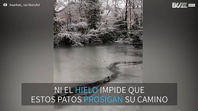 Desfile de patos por el lago congelado