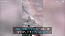 Tiburón blanco gigante asusta a los pescadores