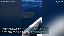 Un curioso tiburón ballena visita a los pescadores