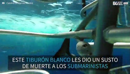 Tiburón blanco ataca una jaula de submarinistas