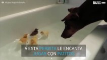 Dos amigos inseparables: ¡perrita Doberman y patitos!