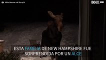 Alce invasor en New Hampshire