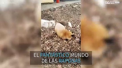 ¡A estas raposas nadie se las da con queso!