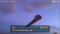 Pájaros bailan en bandada en el cielo irlandés