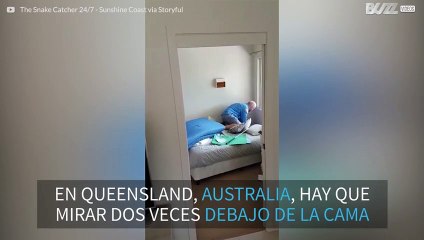 Imagínate encontrarte con este lagarto enorme bajo la cama