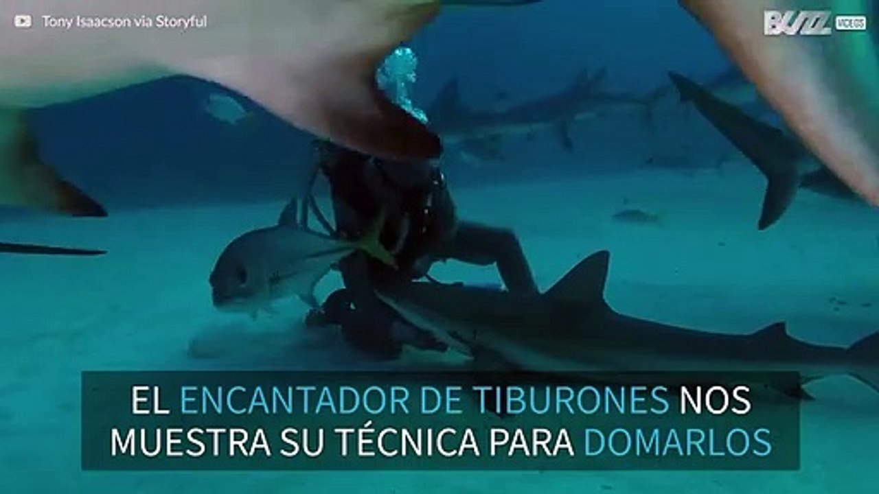 Encantador de tiburones nos muestra su técnica...