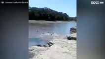 Estos tiburones están atrapados... ¡en un río!