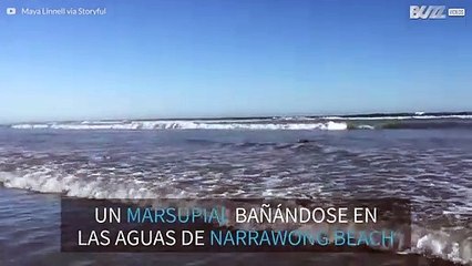 ¡Todas las olas de Australia son para él!
