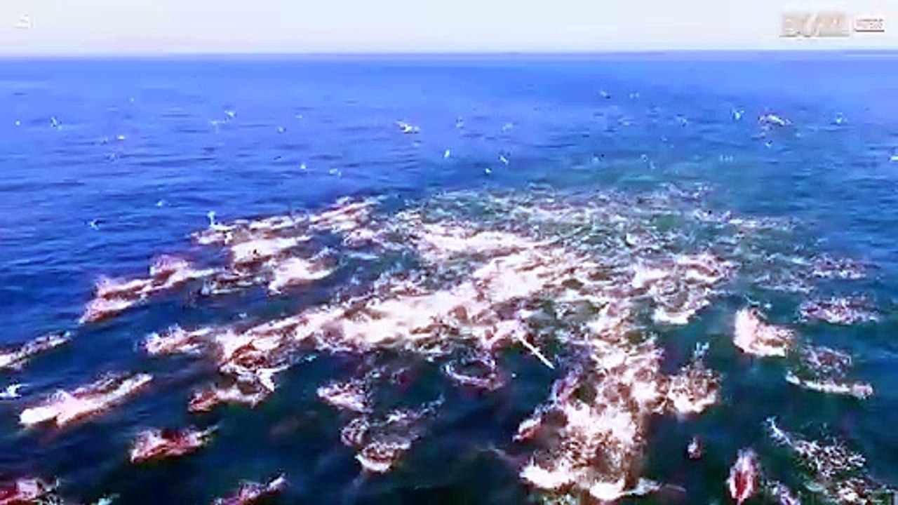 Delfines: los mamíferos más sociables de los océanos