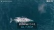 Ballena gris y su cría de paseo por el mar de California