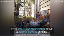 Nueva amistad entre un pato abandonato y unos gatitos