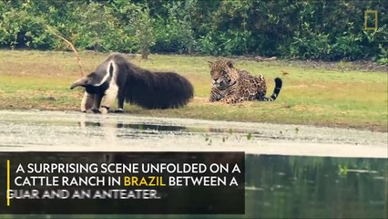 Jaguar and Giant Anteater Standoff Ends With a Twist | Nat Geo Wild
