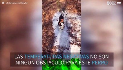 Si necesitas partir hielo, ¡llama a este perro!