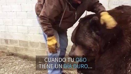 Cuidador mima a un osito de 635 kg
