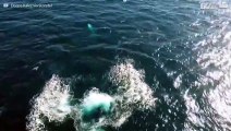 ¡Una ballena gris salta en el mar de California y un dron lo capta!