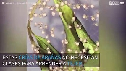 Crías de araña empiezan a tejer al poco de nacer