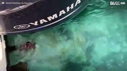 ¡Gran ballena gris grabada de cerca!