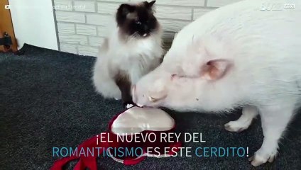Cerdito valiente intenta conquistar a su amada