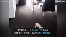 ¡Esta chihuahua se vuelve loca con las burbujas de jabón!