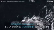 Los delfines se lo pasan en grande con las ballenas