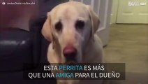 Perrita le trae su bebida favorita a su dueño