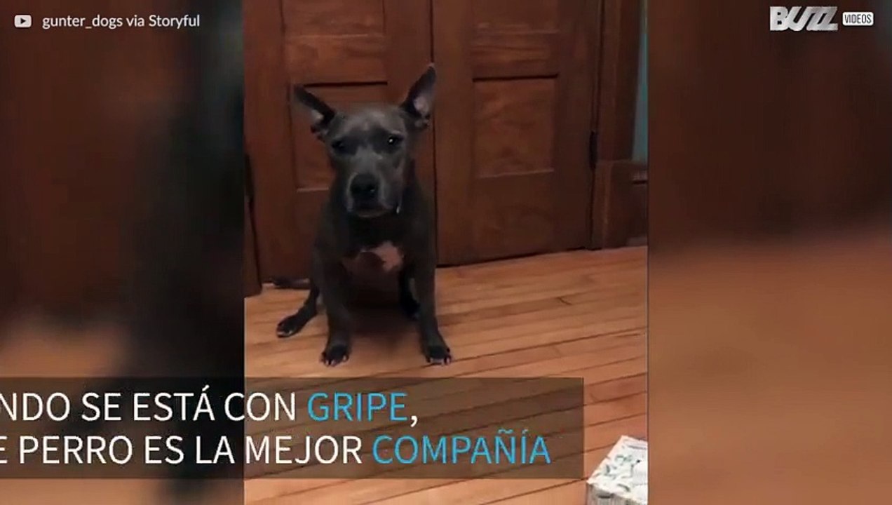 ¡Perro lleva pañuelos a su dueña!