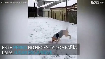 Perrito + jardín + nieve: ¡diversión asegurada!