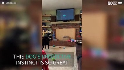 Dog protects family from moving logo on tv screen