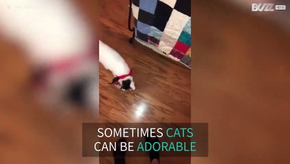 Cat shows owner who's boss!
