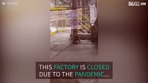 Factory closed because of pandemic provides new home for raccoon