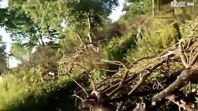 Mama cow hides her baby from farmer