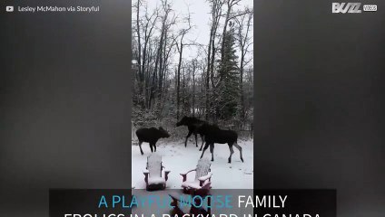Moose family playing in the snow in Canada