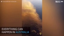 Shark spotted in Australian river