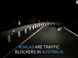 Koala stops the traffic on Australian road