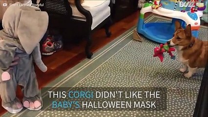 Baby in elephant costume scares off dog