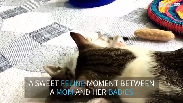 Mommy cat cleans little kittens