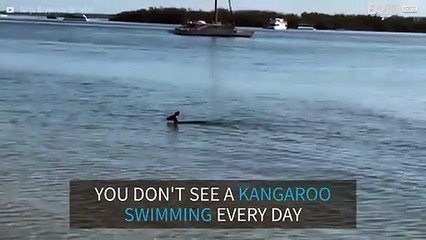 Cheeky kangaroo spotted going for a swim in Queensland